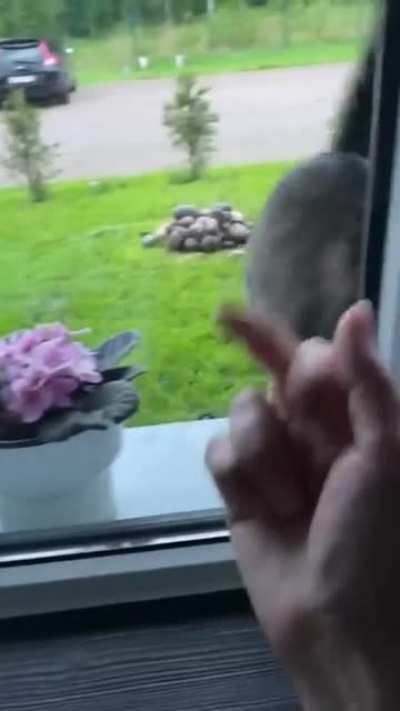 ╭∩╮