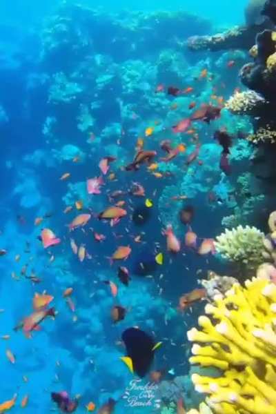 ? Blue Hole in Dahab, Egypt ?