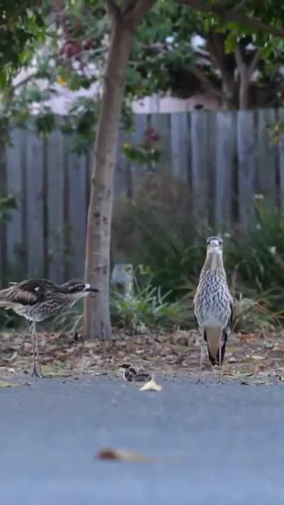 ?Bush Stone Curlew courageously protects her chicks from the car passing by..