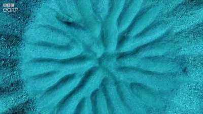 ? Japanese Puffer Fish constructs a Masterpiece to attract a mate