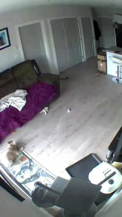 The doggo doesn't have a moment of peace...