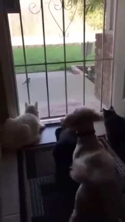 Dogs rule