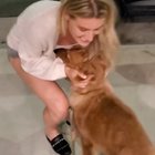 I pet sit for my friends and there is a noticeable difference when the cat gets picked up vs the dogs