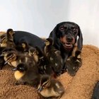 Proud mom ❤ and all her little ducklings