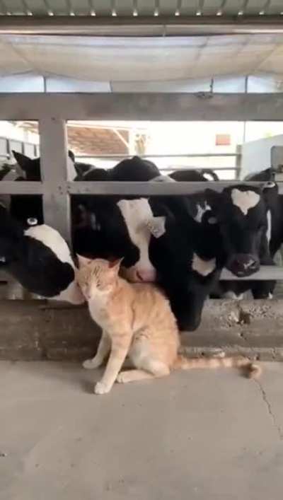 Kitty gets a cow lick