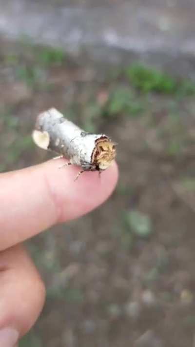 ? Moth that perfectly resembles piece of twig
