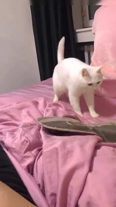 Cat reacts to beatboxing