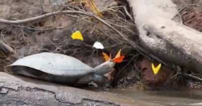 ? Butterflies Fluttering Around A Turtle