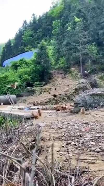 ? Chinese girl shouts "It's time for meal" and the chickens come flying from the forest