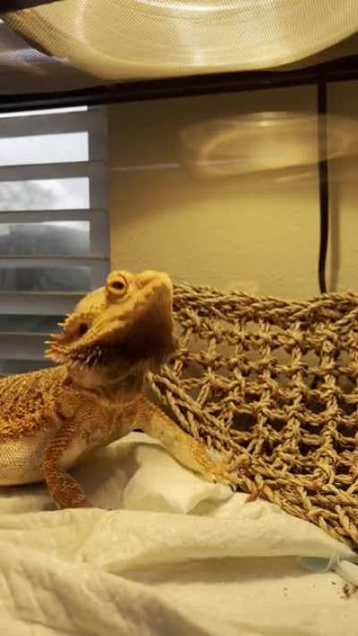 He likes the song