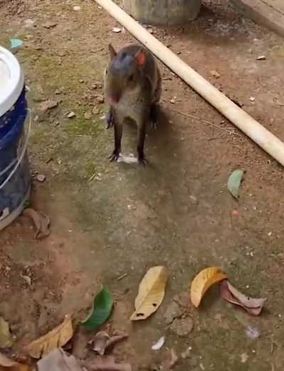 Aaw, what a cute animal