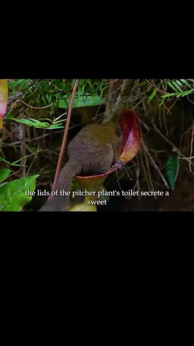 Tree shrew's using pitcher plant as restroom