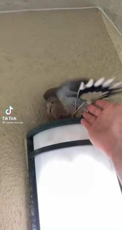 Birb knows what’s up