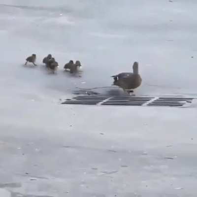 Rip birbs