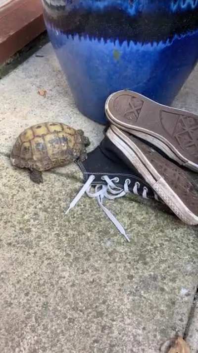 Anyone else’s tortoise just head butts shoes?