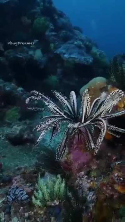 ? Crinoid landing on the reef. Location:Raja Ampat, West Papua