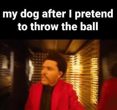 We don't deserve these animals