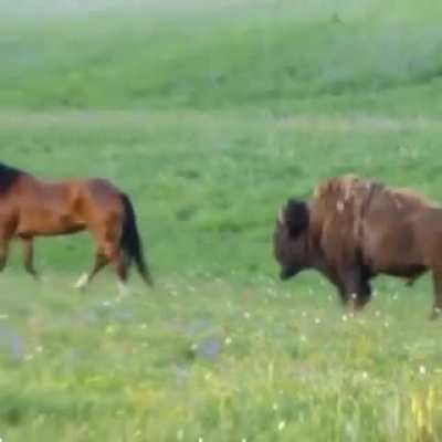 ? Herd of Horses encounter a wandering Bison ?