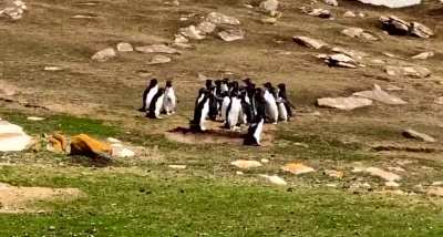? Two groups of penguins pass each other, stopping briefly to exchange information but one penguin gets confused!