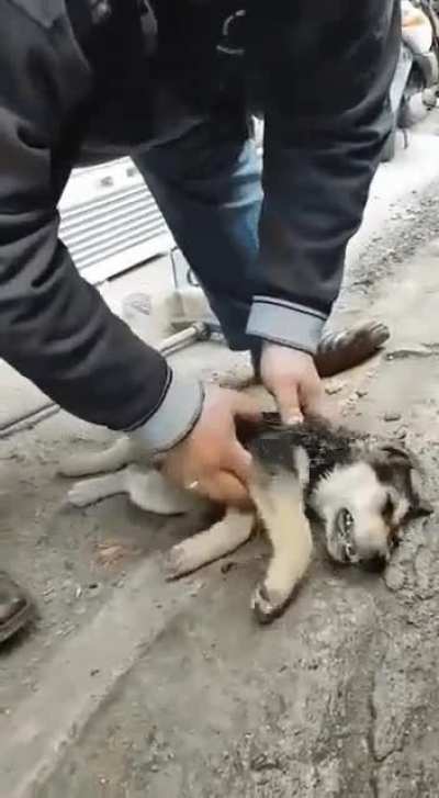 Shopkeeper in Turkey finds a husky pup with no heartbeat but manages to revive him