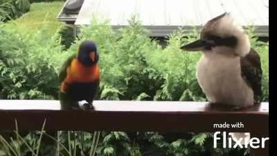 ? Rainbow Lorikeet trying to woo a Kookaburra