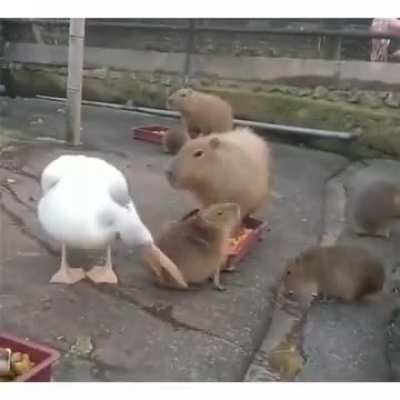 Pelicans can't eat capybaras