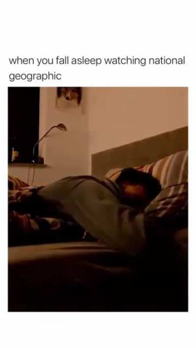 When you fall asleep watching National Geographic...