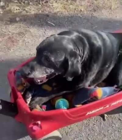 It's difficult for him to walk, but he's living his best life at an old age