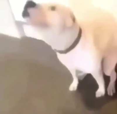 derpy boi dancing