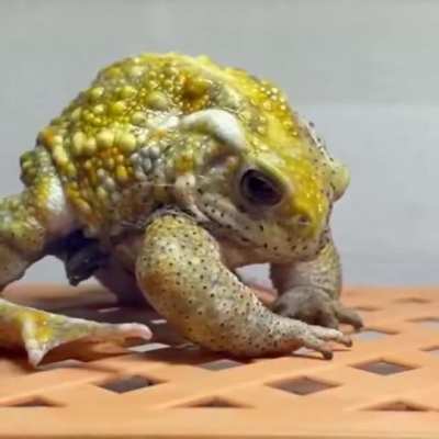 ? Frog going through the process of shedding skin