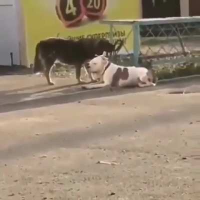 stray dog helping pitbull to untie his leash