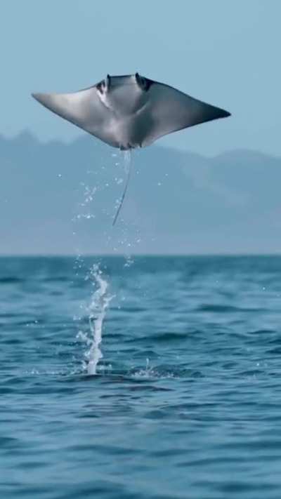 flying stingray