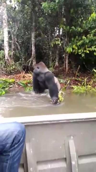 ? Mischievous Gorilla