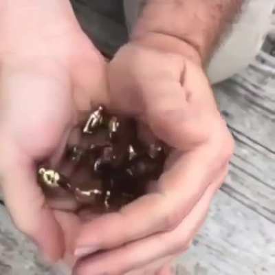 ? Gold Scarabs ?