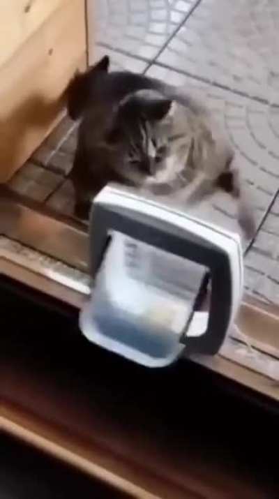 Show that cat door who’s boss ..????