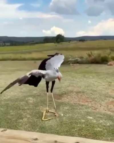 ? The secretary bird demonstrates his kung fu.