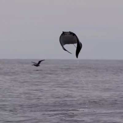 I believe, I can fly