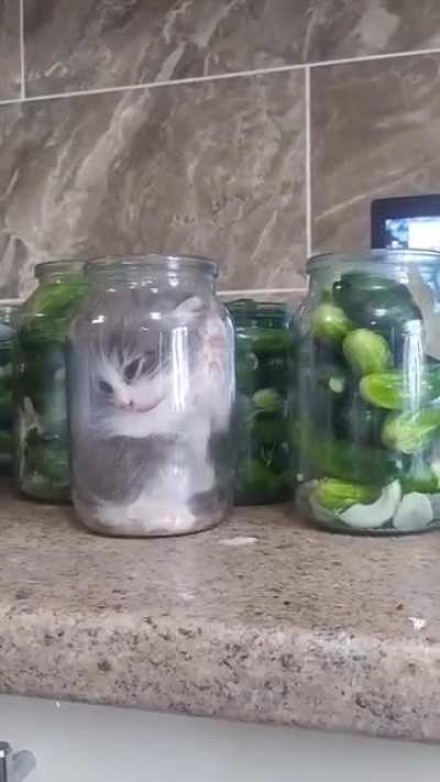 Want a pickle?
