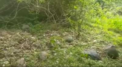 ?The scariest 5 seconds this park ranger will ever experience