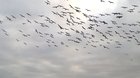 ? Blue-footed boobies dive bomb the water simultaneously