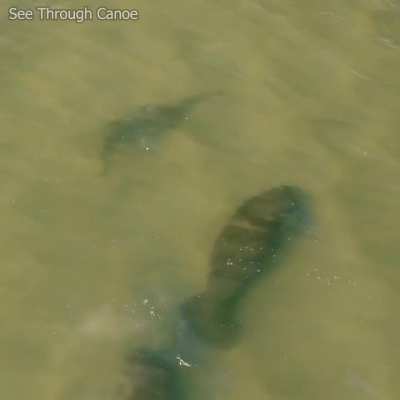 ? Sawfish Meets Manatees in Tampa Bay. A rare moment when the paths of 2 unique endangered species of animals converge.