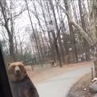 ? The way this bear walks