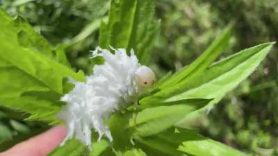 ? A Butternut Woollyworm