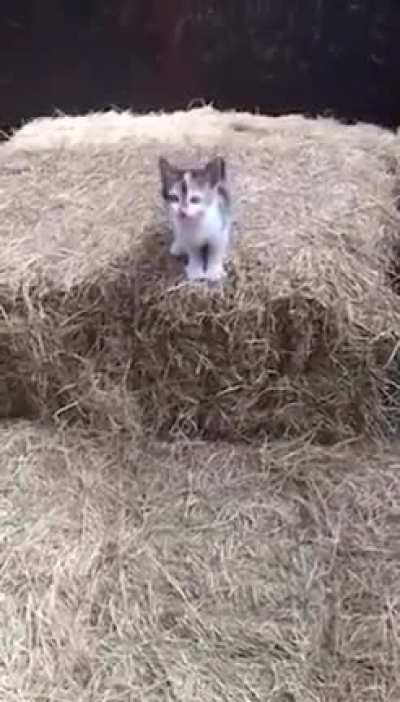 kitty tried