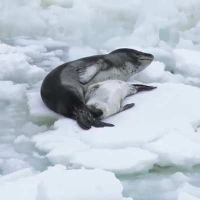 ? Mother leopard seal relaxing with her pup!