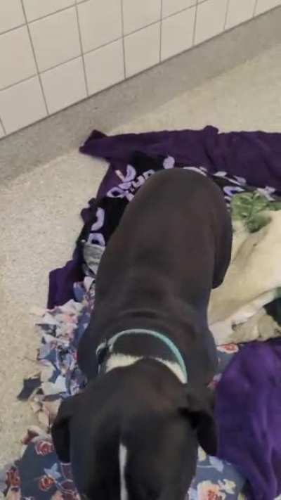 shelter dogs enjoying a nice frozen treat ?