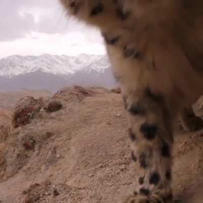 ? Snow Leopard sees wildlife cam then decides to roll over.