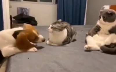 The other cat on the right like "dafuq you doin?"