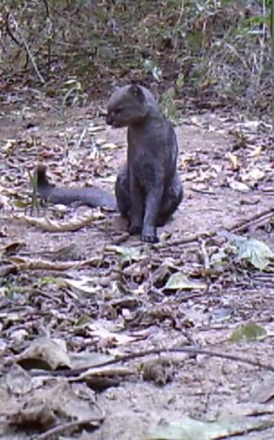 ? Rare footage of a Jaguarundi. This vocal, yet elusive feline is native to the Americas and sometimes referred to as the ‘otter-cat’. It has at least 13 distinct calls and is closely related to the Puma