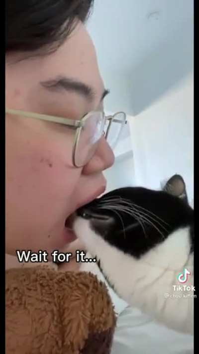 Cat dentist